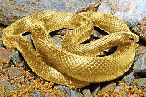 看到金色的蛇